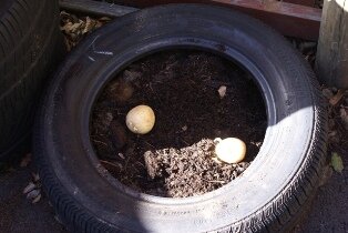 Potatoes In Tyres
