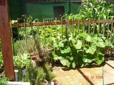 growing vegetables